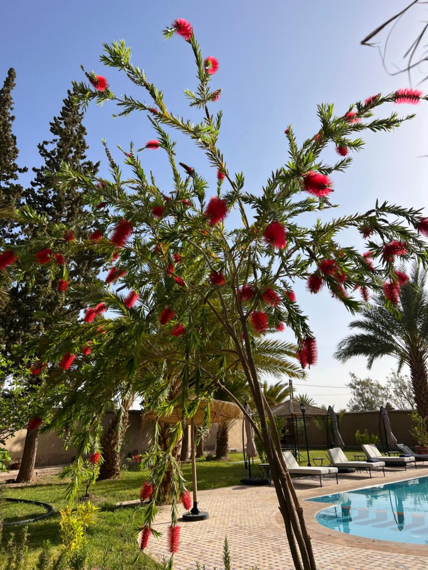 Kasbah Des Cypres Hotel Skoura Exterior photo